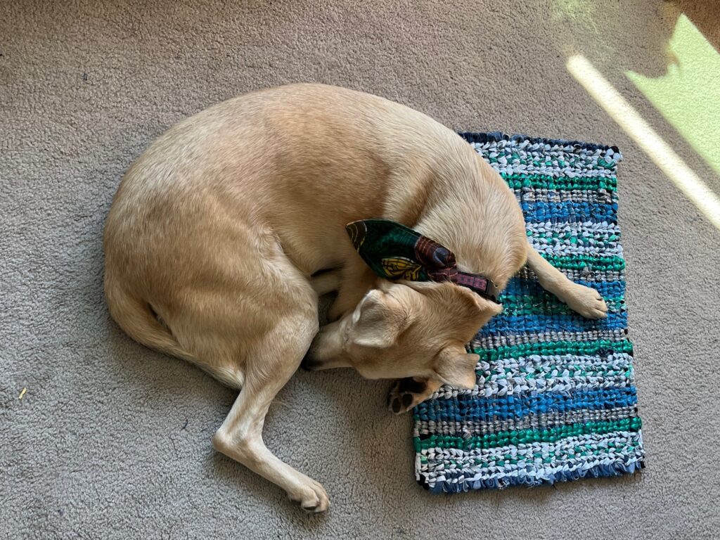 Tan dog curled up on multi colored rug